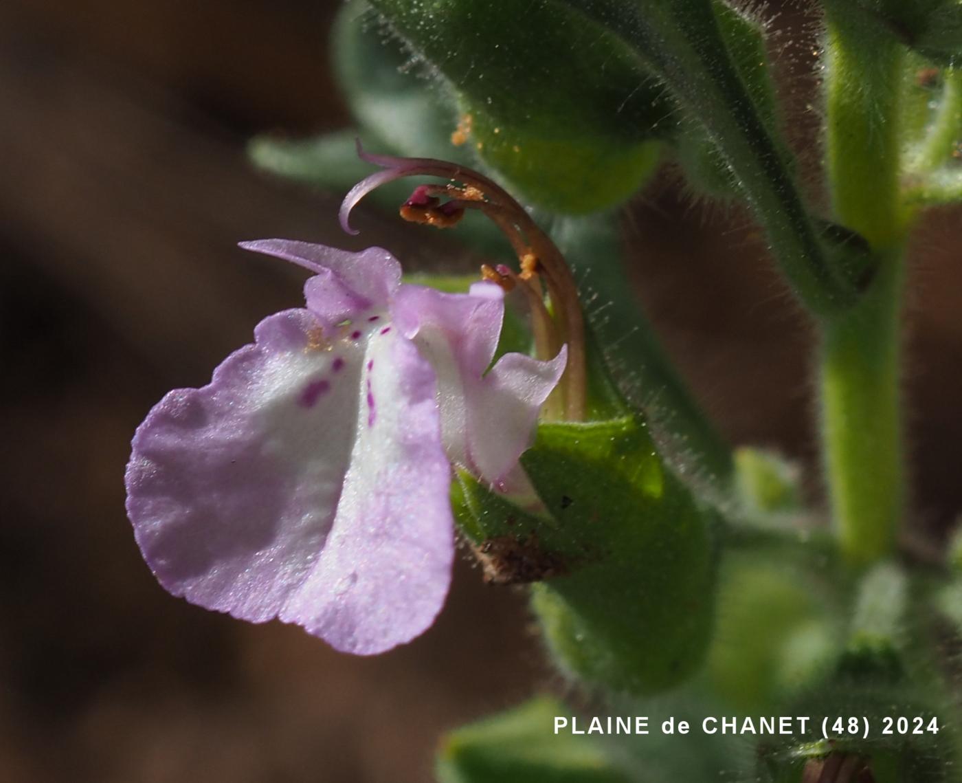 Germander, Cut-leaved flower